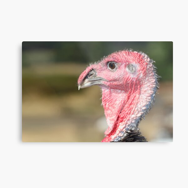 Turkey Dinner Metal Print