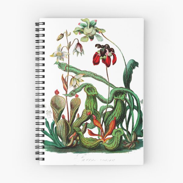 Item preview, Carnivorous Plants  Vintage Sarracenia Botanical  designed and sold by bledi.