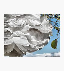 Paper White. Photographic Print