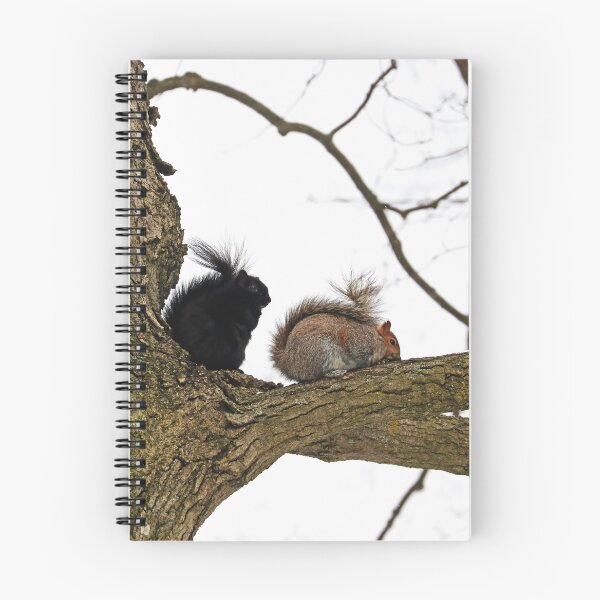Item preview, Eastern Grey Squirrels designed and sold by Deb Oppermann.