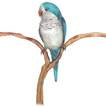 Artwork thumbnail, A watercolor of a blue quaker parrot by Bwiselizzy