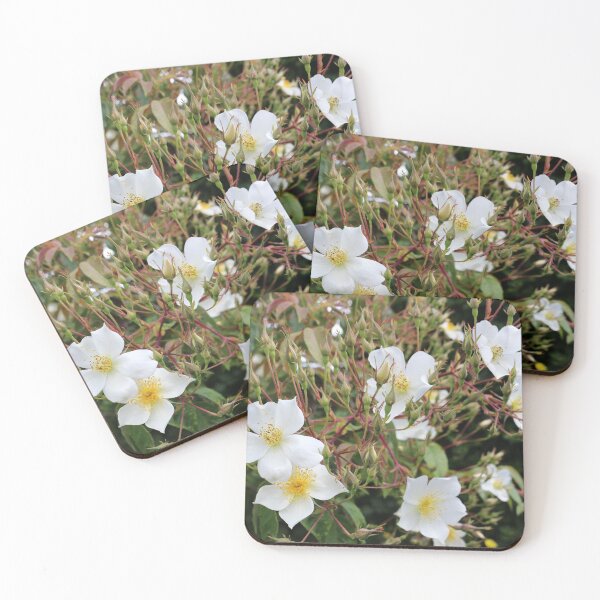 Item preview,  Common Medlar, Mespilus germanica, designed and sold by pinkal.