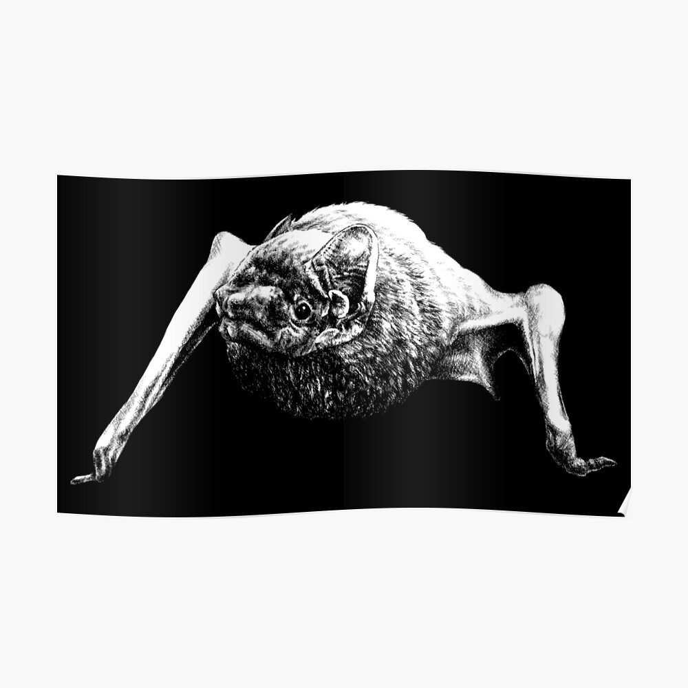 Common Noctule Bat Dark Background Mask By Mmmsdesigns Redbubble