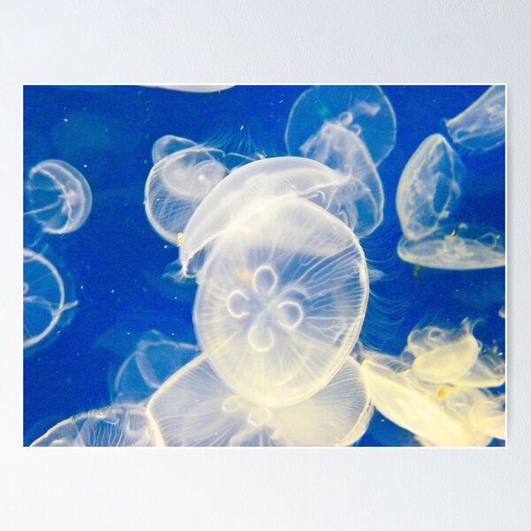 Artikelvorschau, Moon Jellyfish entworfen und verkauft von Caryl Perry.
