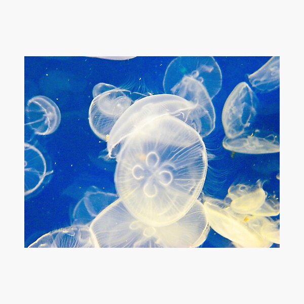Item preview, Moon Jellyfish designed and sold by Caryl Perry.