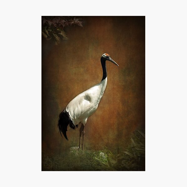 Bringer of luck - Japanese Crane Photographic Print