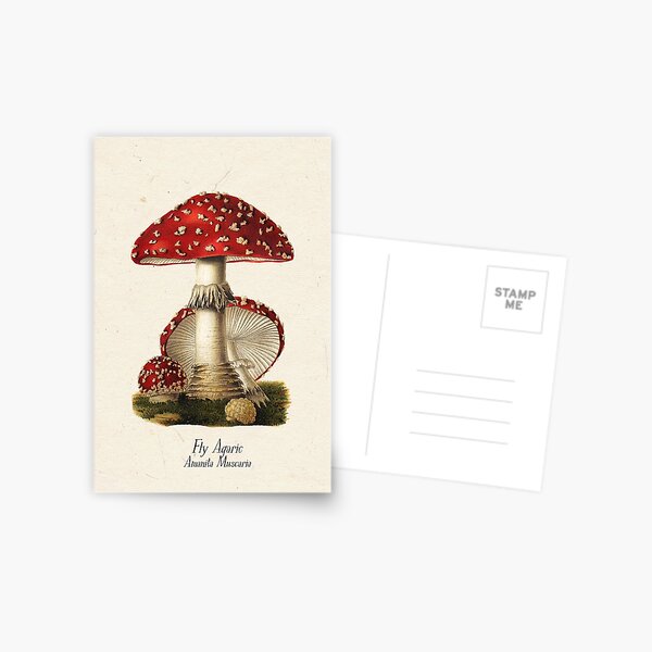 Antique Magic Mushroom- Amanita muscaria- Fly Agaric Postcard