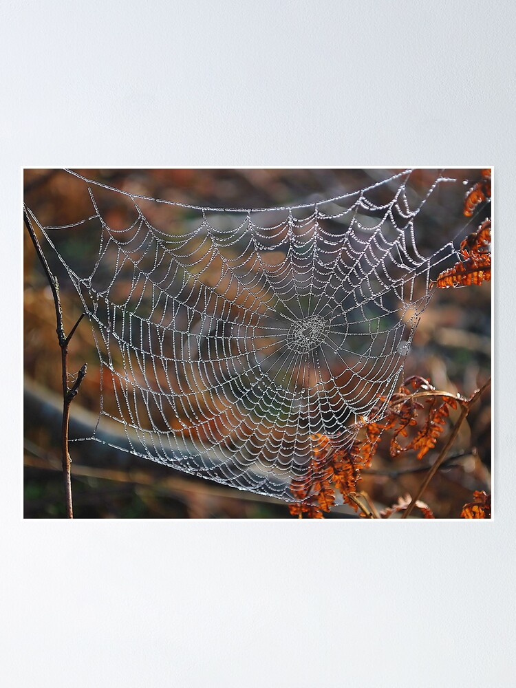 Frozen Spider Web Macro Photos