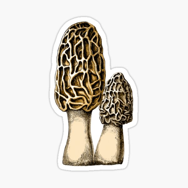 Morel Mushroom Vintage Botanical Illustration Sticker