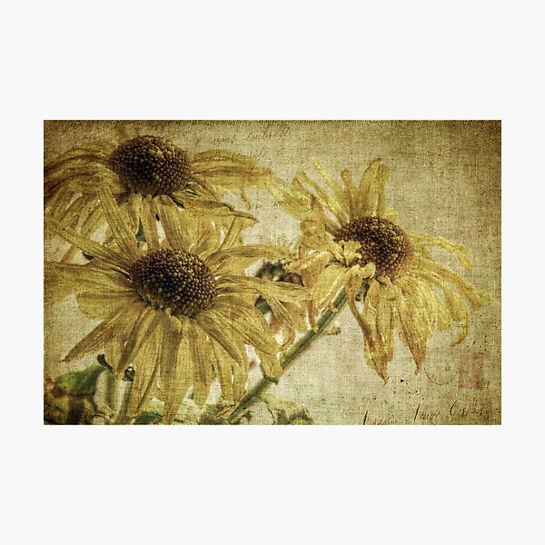 The Wither'd Sisters Photographic Print