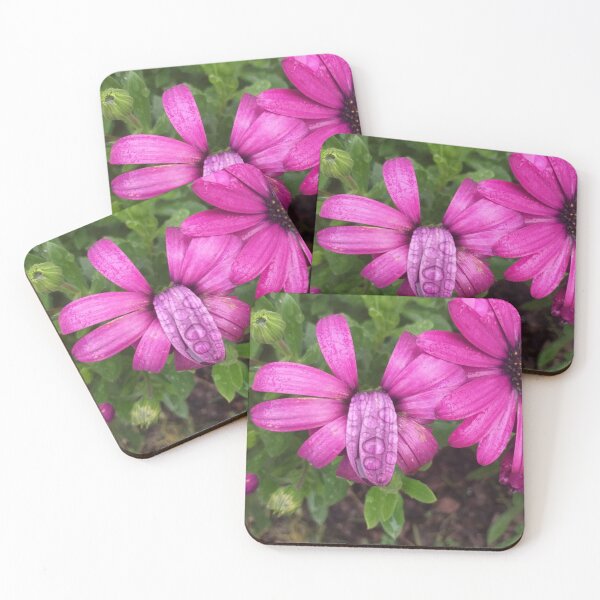 Item preview, Pink African Daisy flowers after the rain designed and sold by Anna Lemos.
