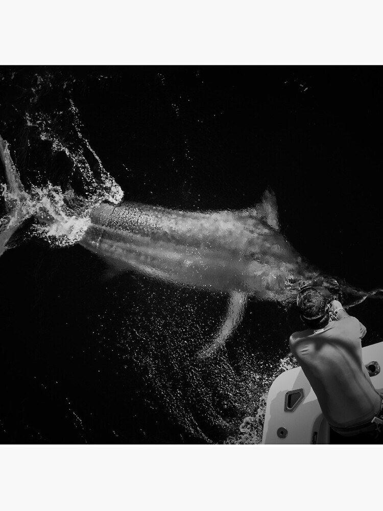 B&W Giant Black Marlin by blackmarlinblog