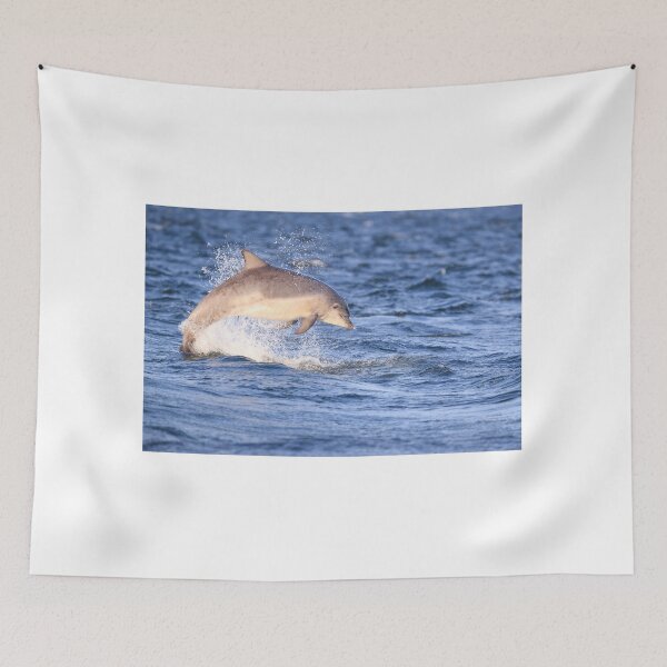 Item preview, Young bottlenose dolphin breaching for fun designed and sold by chanonry.