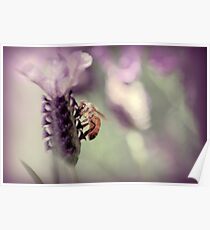 Bee in Lavender II Poster