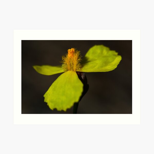 Xyris juncea Art Print
