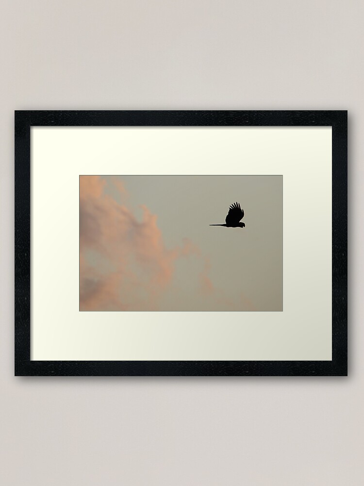 Alternate view of Flight of the Black Cockatoo Framed Art Print