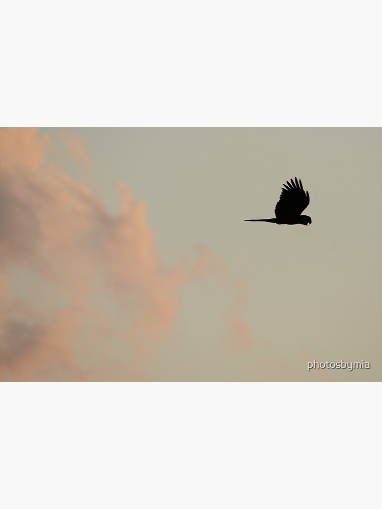 Flight of the Black Cockatoo by photosbymia