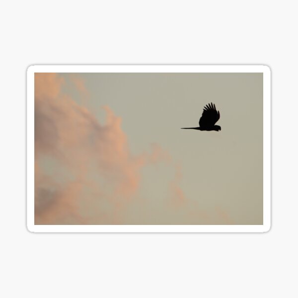 Flight of the Black Cockatoo Sticker