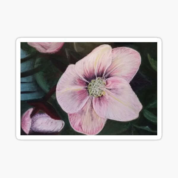 Artikel-Vorschau von Helleborus, designt und verkauft von Michelledegroot.