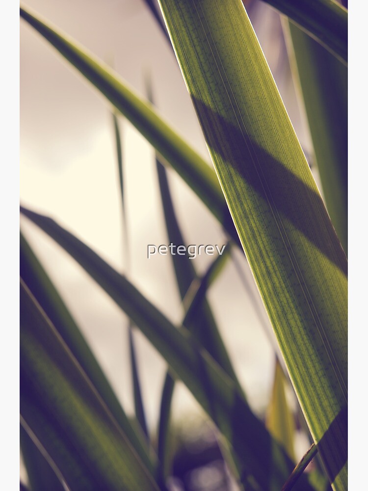 Day 63 - 11th September 2011 by petegrev