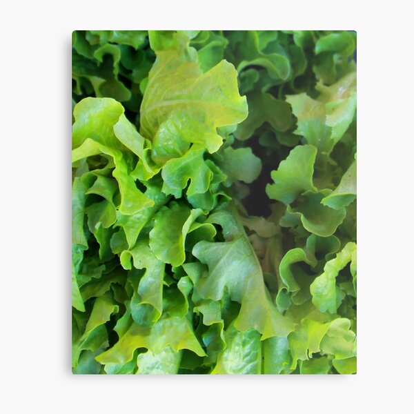 Butter Lettuce Metal Print