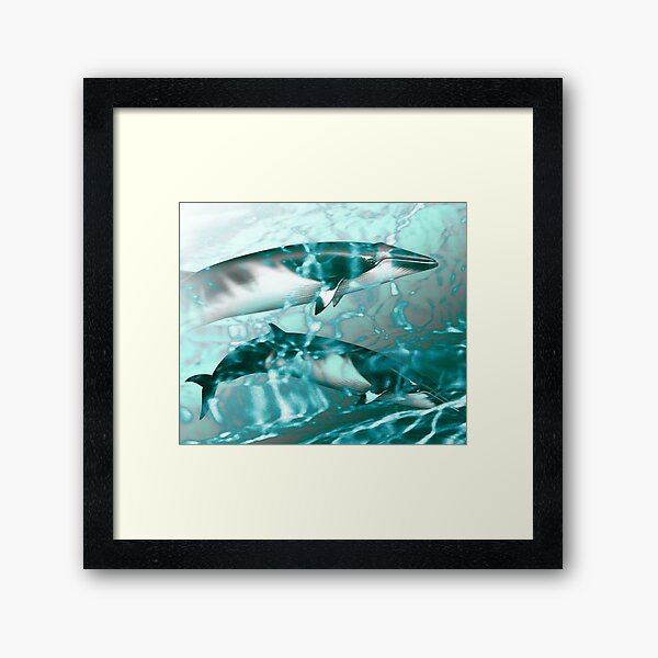 Minke whales in the Antarctic Framed Art Print
