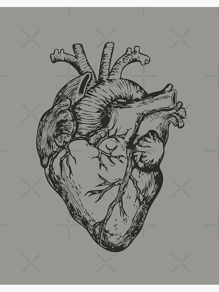 Line Drawing Of An Anatomical Human Heart On Paper Background, A Picture Of  A Heart Drawing, Heart, Love Background Image And Wallpaper for Free  Download