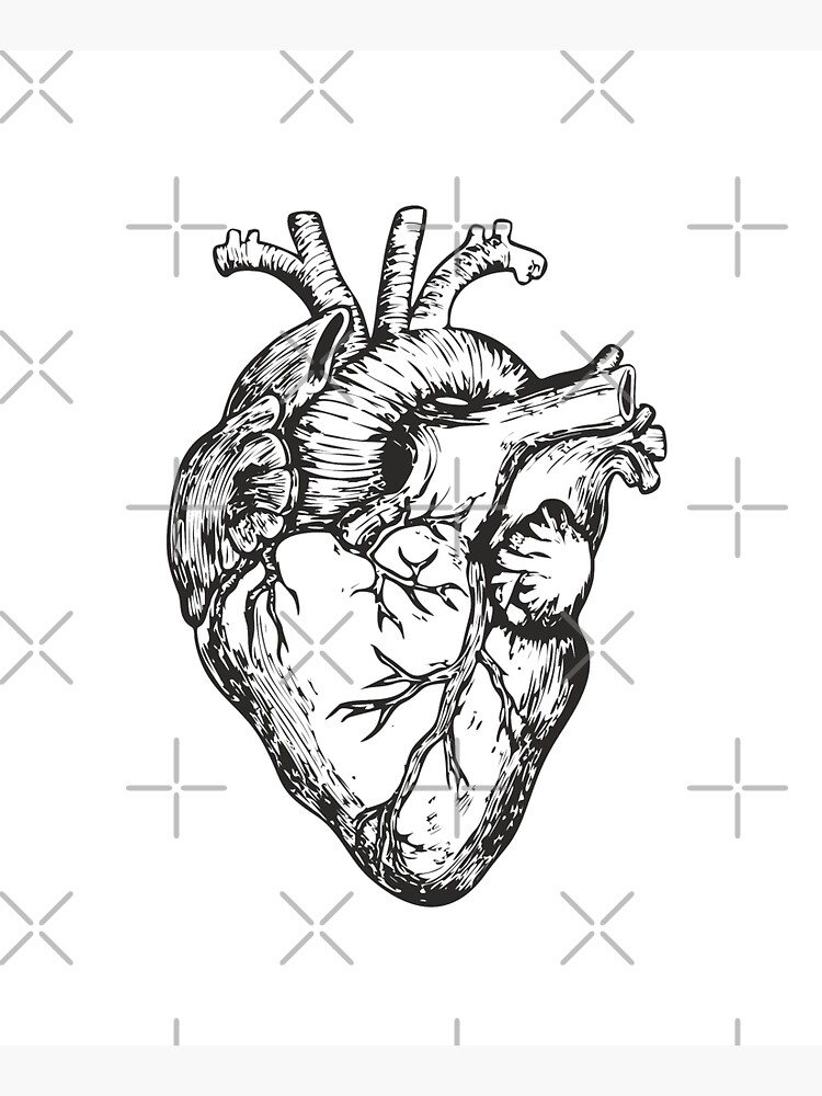 Anatomical Heart Real Human Heart Shape Ink Drawing 