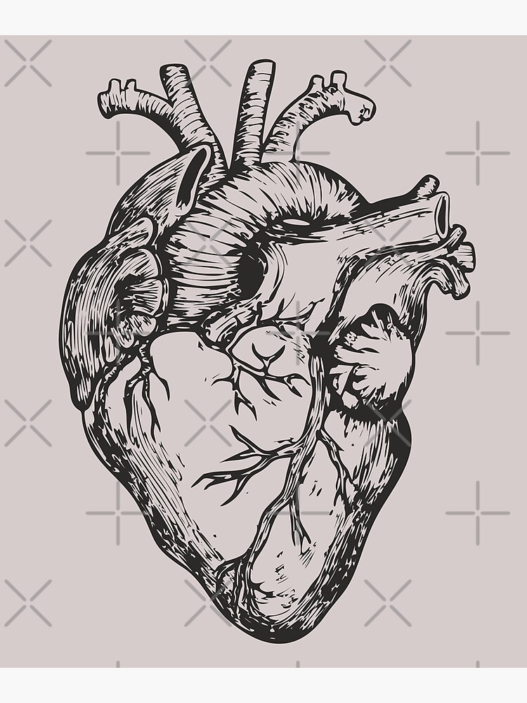 dessins de coeur anatomie