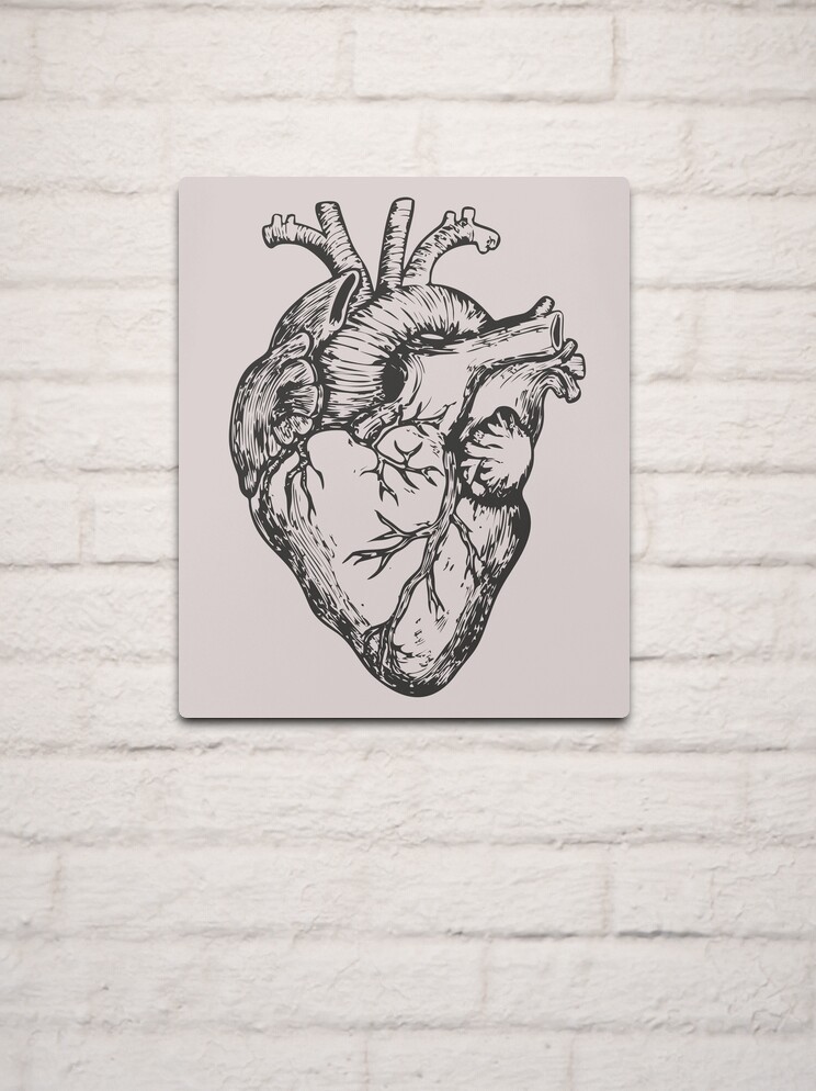 Human heart drawing, Heart drawing, Anatomical heart drawing