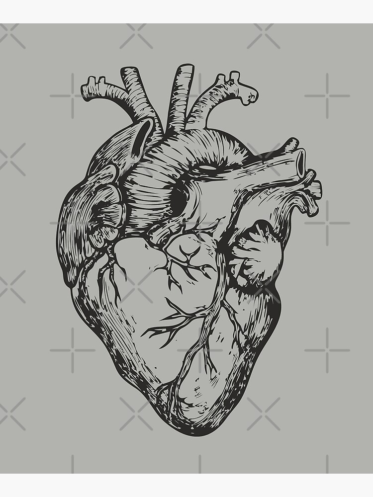 Stylized Anatomical Human Heart Drawing Heart Stock Vector (Royalty Free)  697493152 | Shutterstock