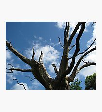Gog - Bones of An Ancient Oak Photographic Print