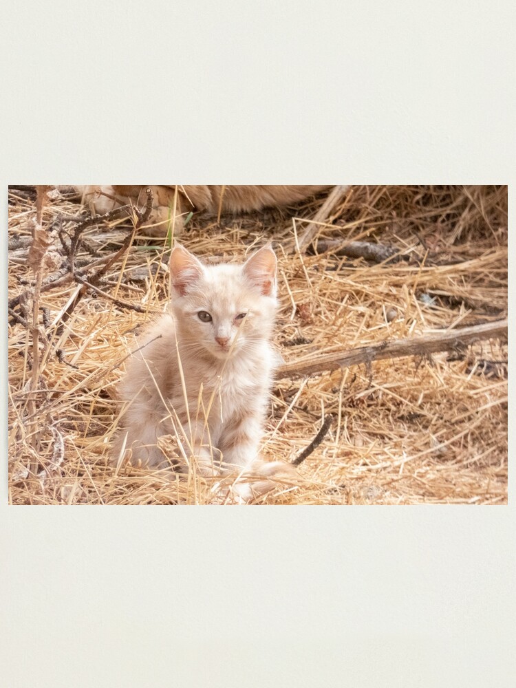 Impression Photo Chaton Albinos Un Clin De œil Par Ganymedes1986 Redbubble