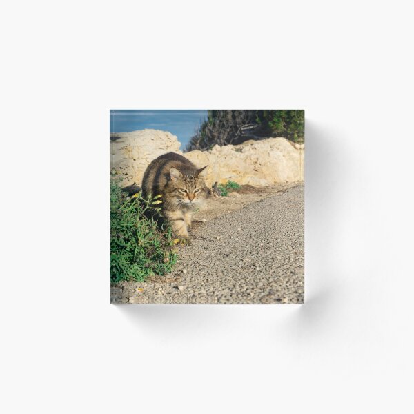 Mallorca cat Acrylic Block