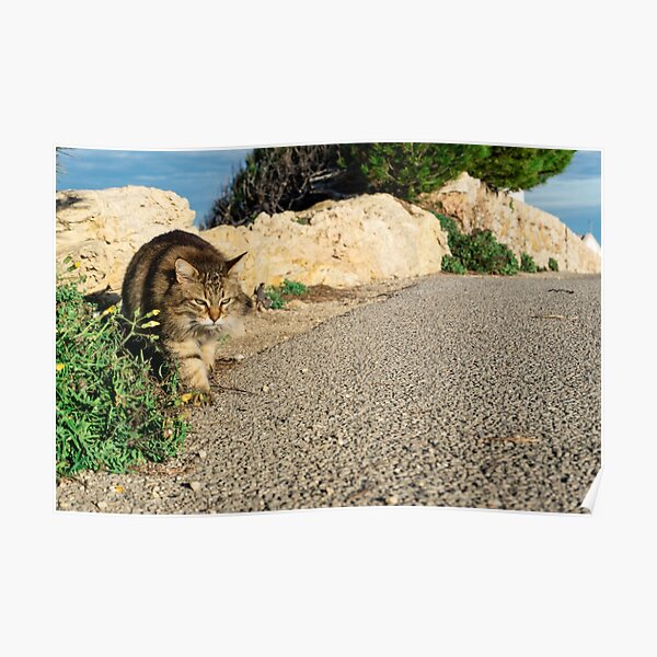 Mallorca cat Poster