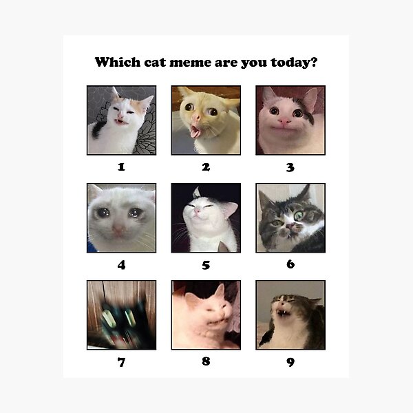 "Which Cat Meme Are You Today?" Photographic Print for Sale by coffeewithmilk Redbubble