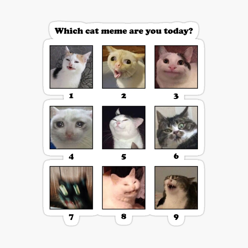 What do cats s. Какой ты сегодня котик. Кот what Мем. Эмоции кошек. What kind of Cat are you today.