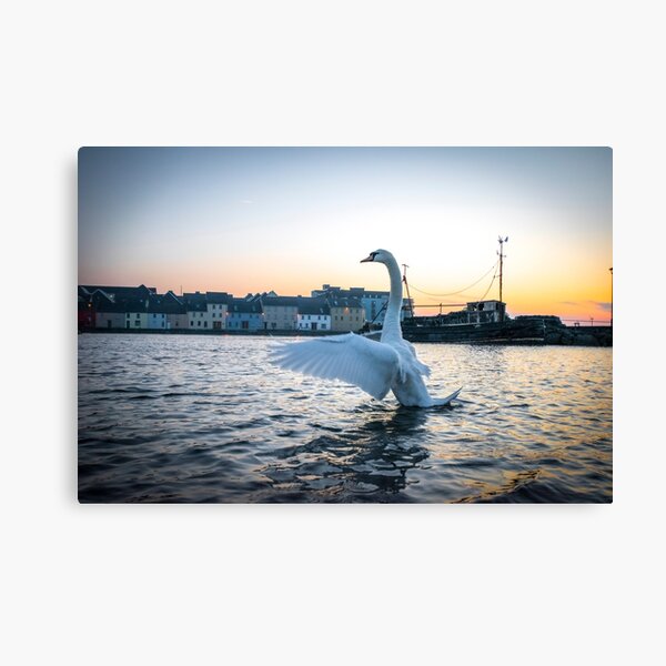 Swan at Sunrise Opposite the Old Long Walk, Galway Canvas Print