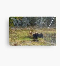 Bull Moose, Algonquin Park Metal Print
