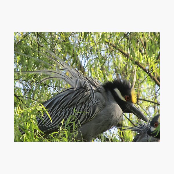 Item preview, Herons courtship designed and sold by Bernhard Matejka.