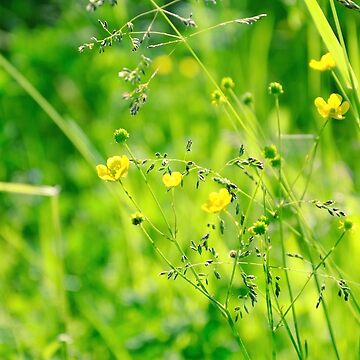 Artwork thumbnail, Buttercups by Mallorn