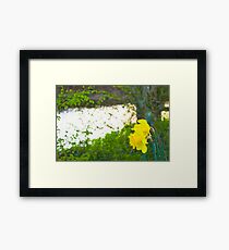 daffodils Framed Print