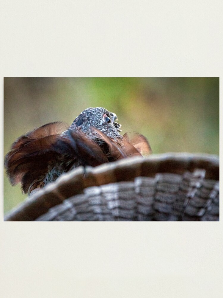 Alternate view of Behold... A Fair Maiden In Yonder Tree Photographic Print