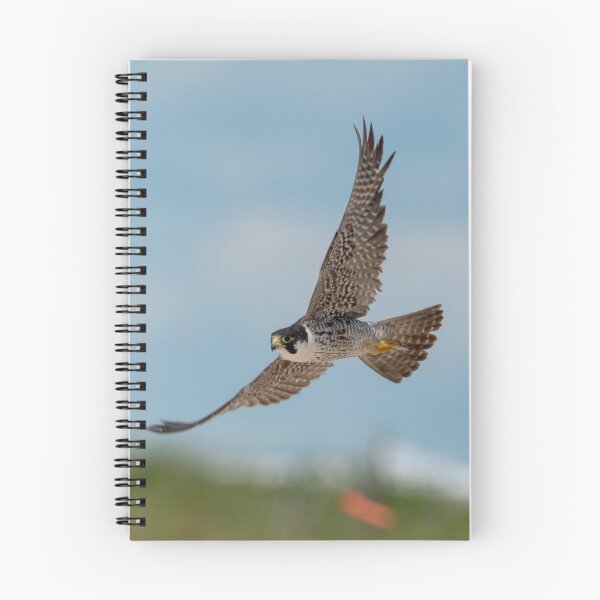 Item preview, Taking Flight - Peregrine Falcon designed and sold by twinroses.