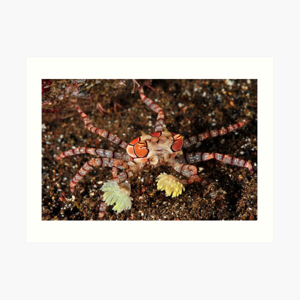Boxer Crab Art Print