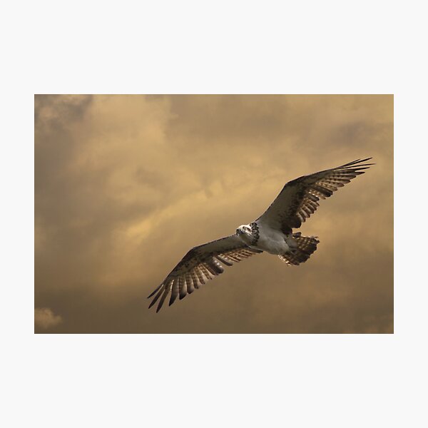 Houdini Flies Photographic Print