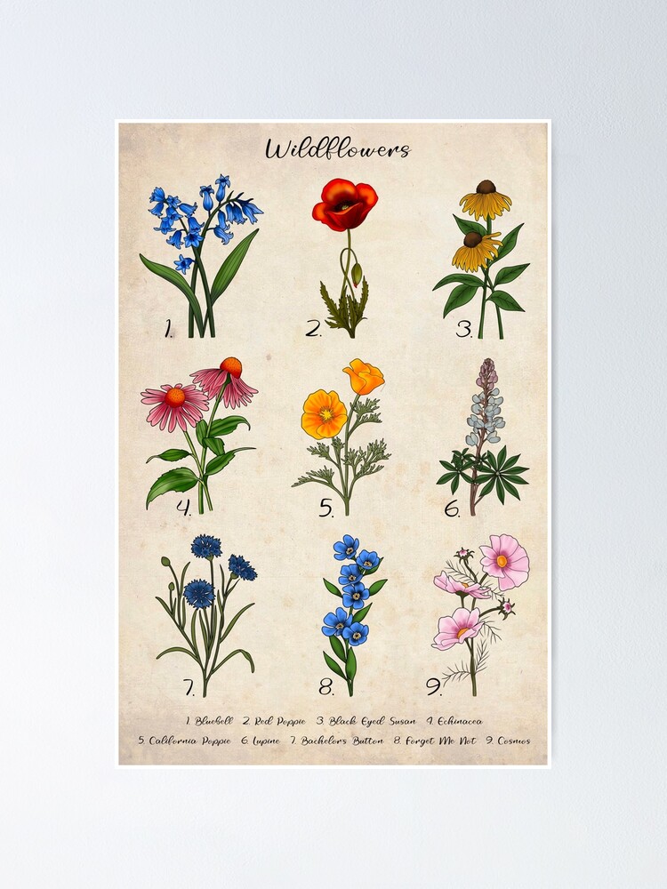 "Vintage Floral Wildflower Illustrations " Poster by NicoleHarvey