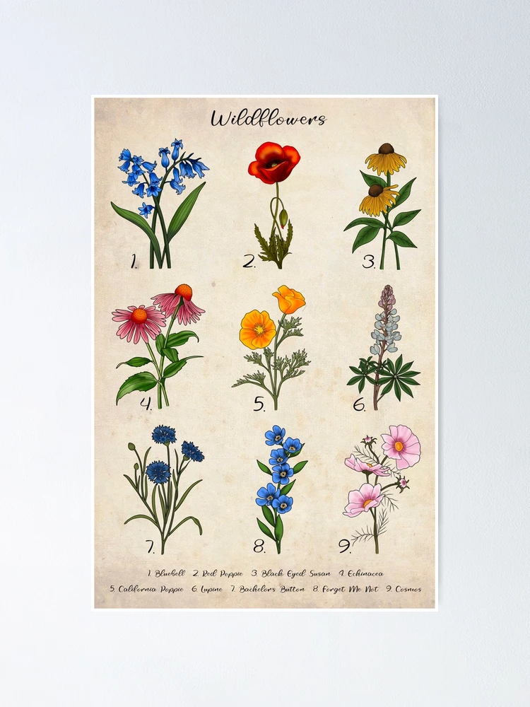 Vintage Floral Wildflower Illustrations 
