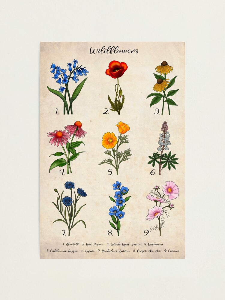 botanical swag wild flowerＡ Bulk Northeast Wildflower Seed Mix | Bulk Wildflowers
