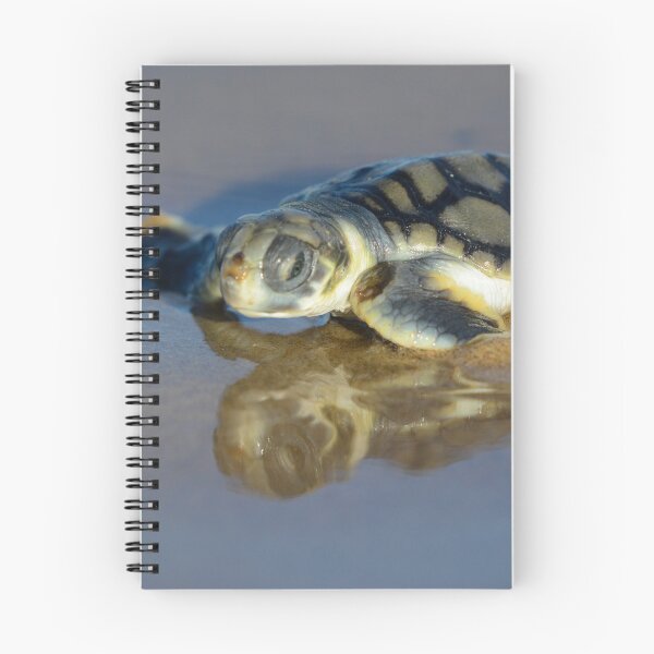 Item preview, A flatback turtle hatchling designed and sold by Meg Forbes.
